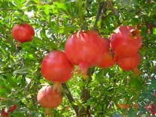 Pomegranate Tree