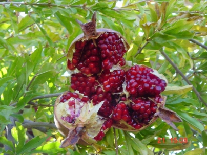 Pomegranate Fruit